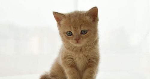 宠物小猫脸尖怎么办（养猫必看的养护技巧和建议）
