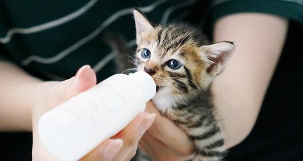 小猫断奶，需要注意的几个问题（宠物饲养中必知的关键信息）