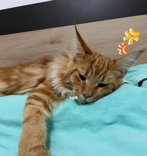 小猫一直喘气，如何保护宠物的健康？