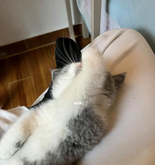 小猫自我清洁的秘密（探秘宠物的自我保洁机制）