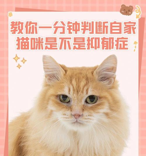宠物小猫忧郁症治疗指南（细心呵护）