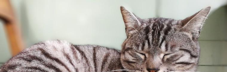 小猫患上弓形虫，如何治疗（宠物护理）