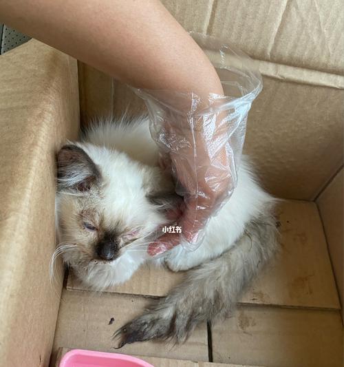 如何辨别小猫是否有病（从日常行为和身体特征出发）