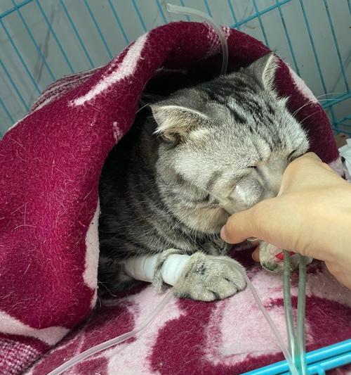 如何识别宠物猫心脏病（小猫也有心脏病）