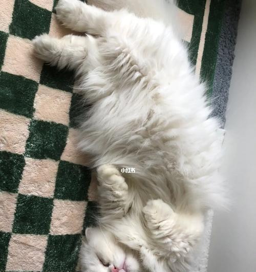 如何判断小猫的年龄（宠物养护必备技能）