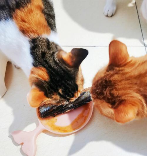 让宠物小猫如何享受美味鱼肉（15个小技巧让小猫轻松吃到鱼肉）