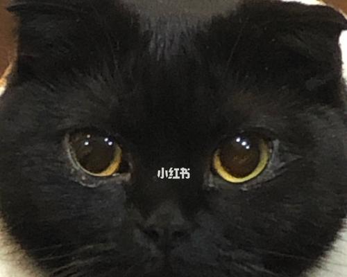 小猫嘴巴有黑色东西（宠物主人必读）