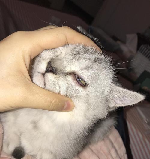 小猫左眼红肿，如何处理（宠物医疗常识与细节）