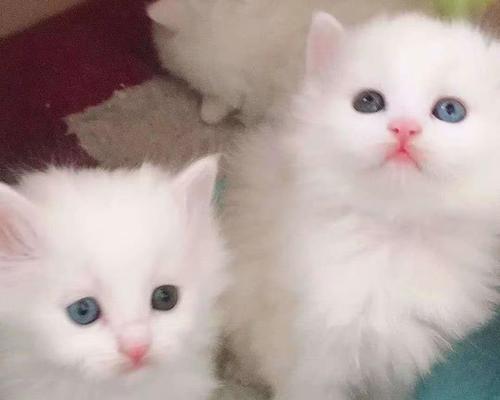 小猫咪的脱毛时机（如何帮助小猫咪度过脱毛期）