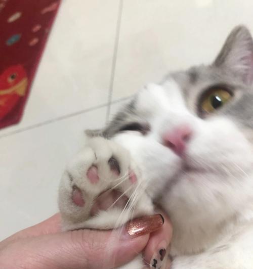 小猫咪的指甲尖如何处理（以宠物为主）