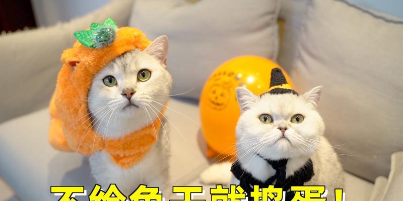 如何为你的猫咪做小鱼美食（以宠物为主）