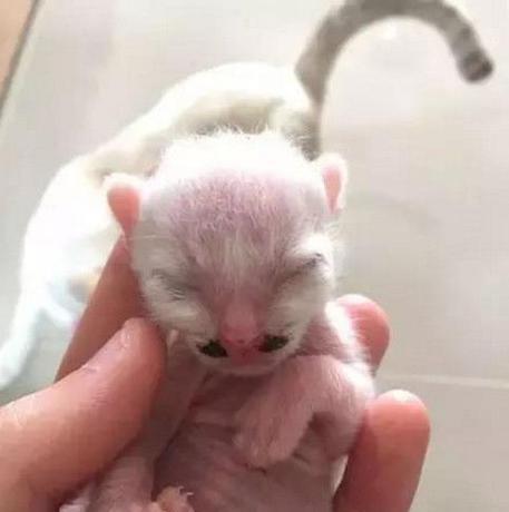 新接生小猫如何照顾（宠物爱好者必看的照顾小猫指南）