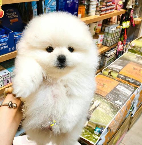 养博美幼犬的教育指南（一步步教你如何培养可爱的博美幼犬）