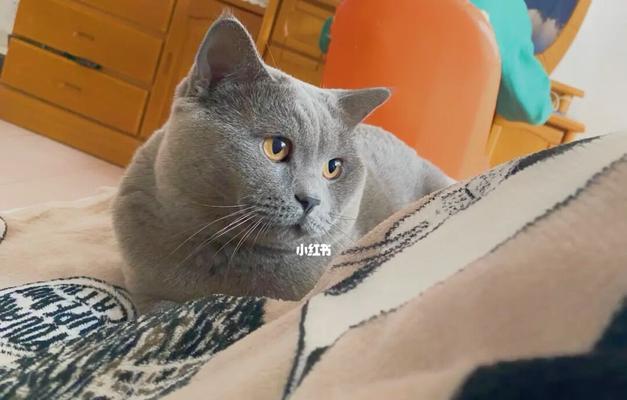 如何以养猫为主，让宠物成为你的陪伴（让猫咪成为你的灵魂伴侣）