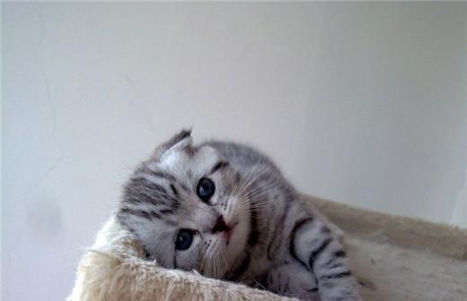 如何养护你的折耳猫（折耳猫的特点与需要）
