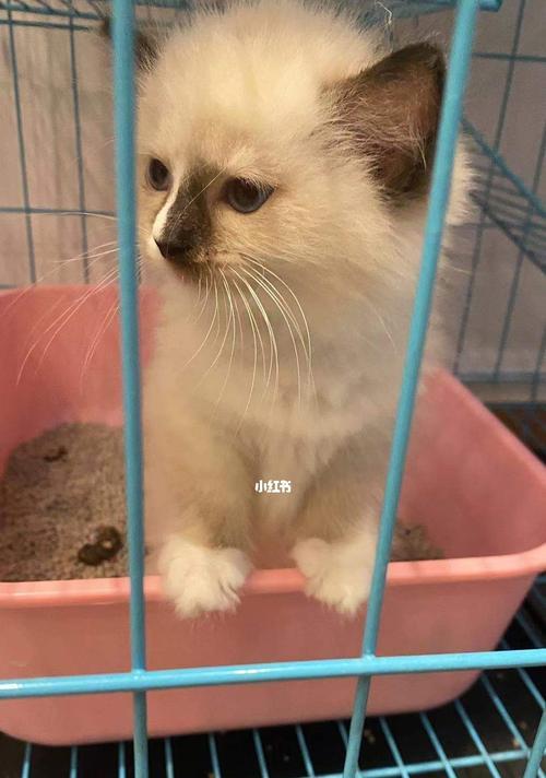 养猫初期的准备与注意事项（宠物猫的健康幸福）