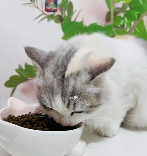 一岁猫咪应该吃什么猫粮（以宠物健康为重）