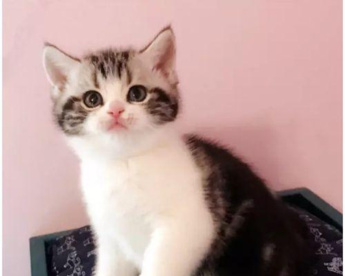 银虎斑猫——最可爱的宠物小猫（选择一只适合自己的银虎斑猫小猫）