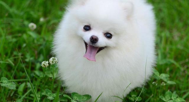 如何挑选英系博美幼犬（从外观到性格的全面分析）