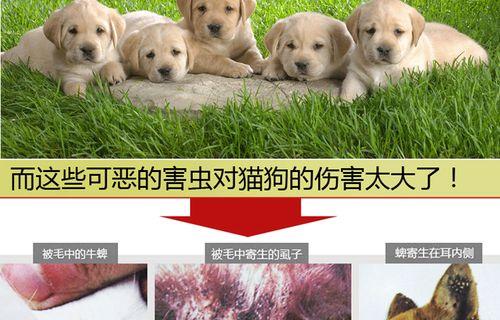 如何有效给宠物猫除蚤（正确选择除蚤产品）