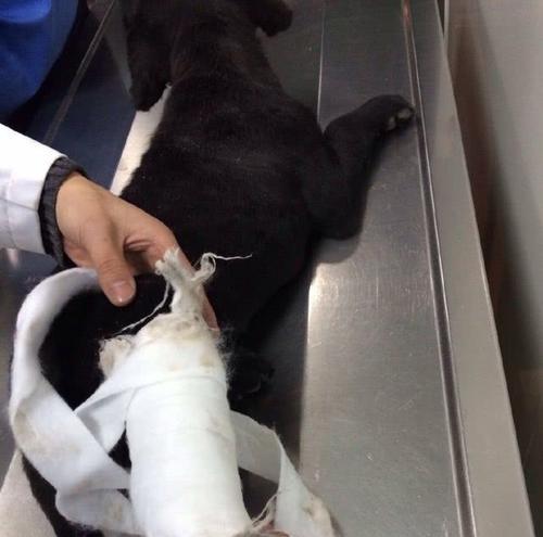 幼犬骨折的症状及治疗方法（宠物主人必读！如何识别幼犬骨折并正确处理）