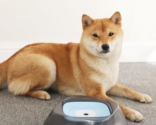 幼犬为何不停地喝水（探究幼犬喝水的原因和注意事项）