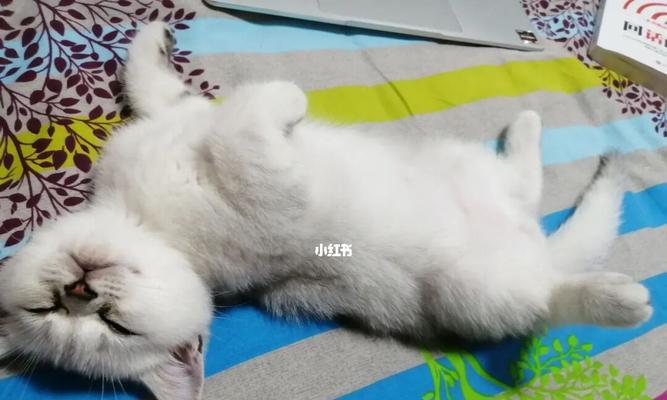 在家中养猫，如何选择最适合的宠物食品（宠物食品选择的重要性及如何为家中猫咪提供均衡的营养）