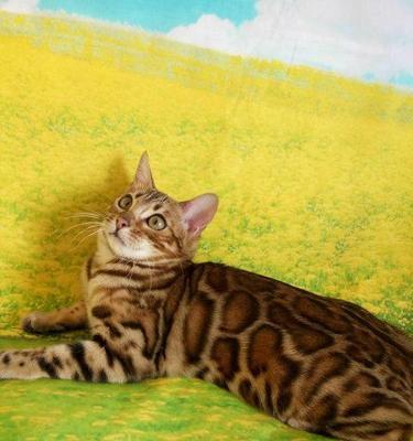 如何辨别孟加拉豹猫（了解宠物孟加拉豹猫的身体特征和行为习惯）