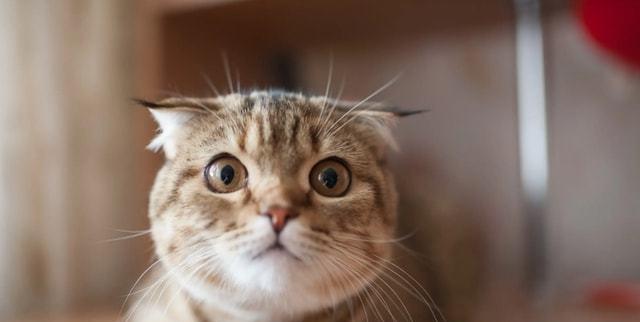 让宠物猫咪温顺安睡一夜的7个方法（以怎样不让猫咪早晨叫为例）