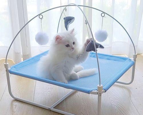 如何让宠物猫爱护沙发（避免猫咪抓沙发的10个实用技巧）