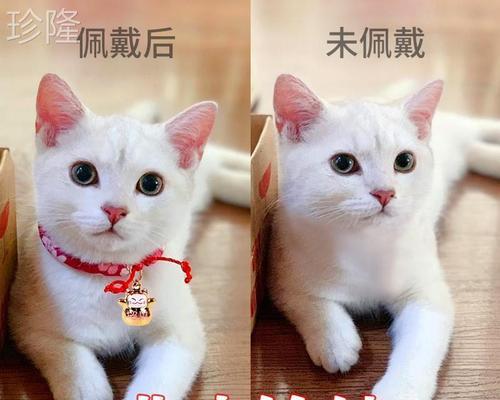 如何妥善处理大猫打小猫的问题（以宠物为主的解决方法）