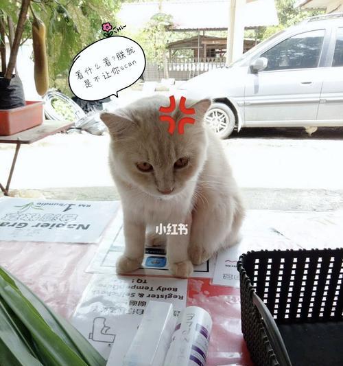 给宠物猫测量体温的正确方法（宠物健康需知）