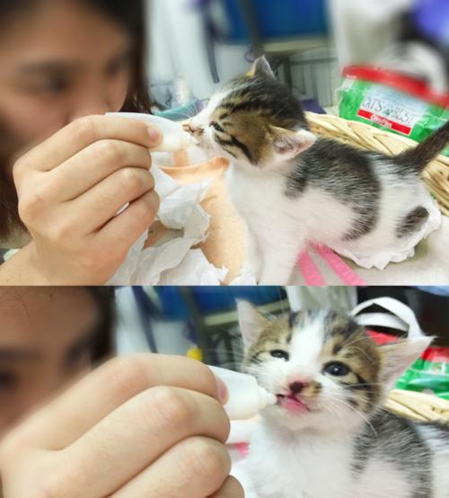 如何正确给小猫冲羊奶粉（宠物主人必看）