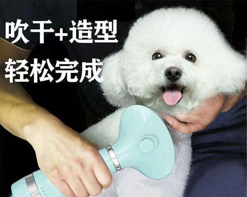 小猫使用吹风机的正确方法（教你如何让宠物舒适地接受吹风机的吹风）