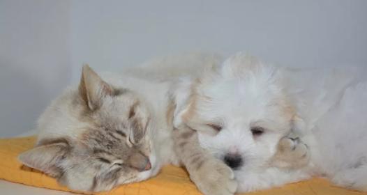 如何检查猫咪是否患有弓形虫（以宠物为主）