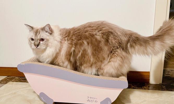 教你如何让宠物猫爱上猫抓板（宠物猫的好伙伴）
