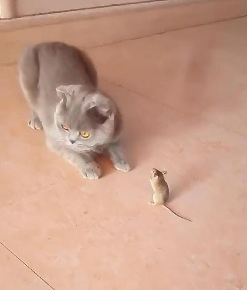 怎么救活快死的小猫（如何在紧急情况下拯救宠物的生命）