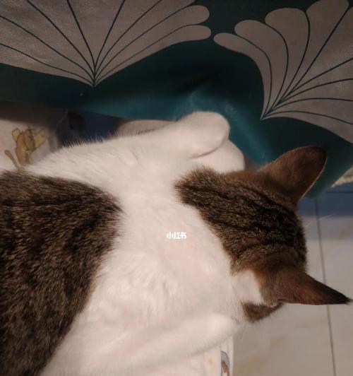 猫咪摔断腿，怎么看（以宠物为主）
