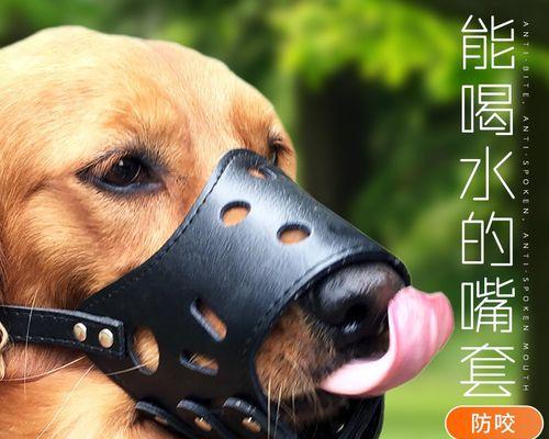 狗狗吃多了怎么判断（宠物主人必备的判断方法）
