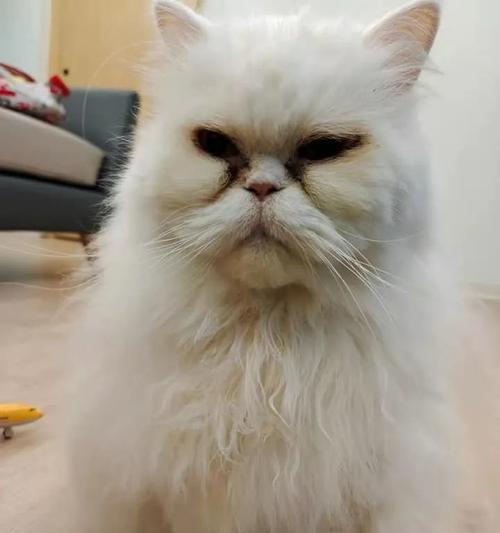 老猫如何接受新猫（让老猫逐步接受新猫的方法）