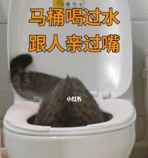 如何让宠物猫咪适应马桶拉屎（15步教你让猫咪从猫砂盆转向马桶）