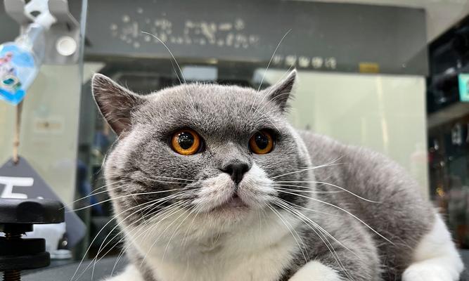 以宠物为主，探索猫咪乐园中的美丽图片（以宠物为主）