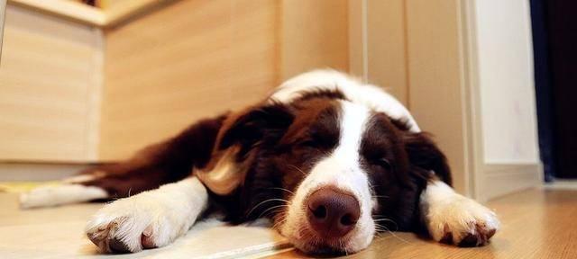 如何提高幼犬免疫力（宠物犬护理必读）