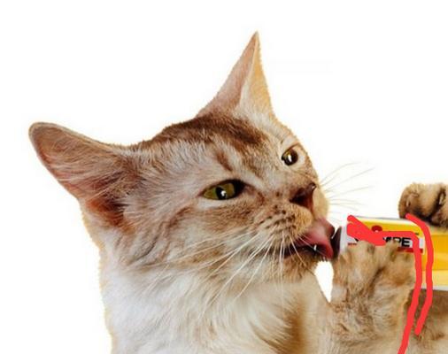 如何促进猫咪吐毛（让你的爱猫健康快乐的十五种方法）