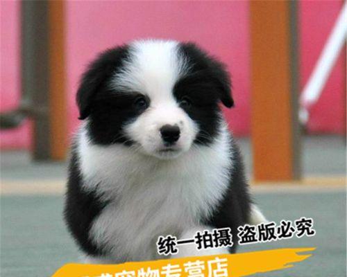 如何挑选一只优秀的边境牧羊犬作为宠物（边境牧羊犬的特点）