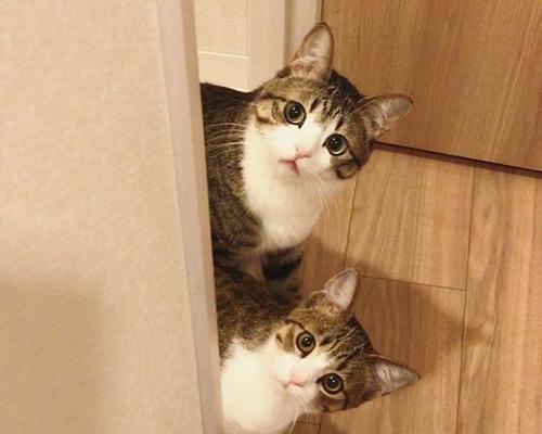 如何诱惑小猫进入猫包——独家秘诀（用最温柔的方式让小猫爱上猫包）