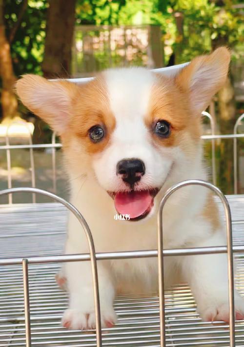 如何正确挑选一只健康活泼的柯基犬（宠物选择指南）