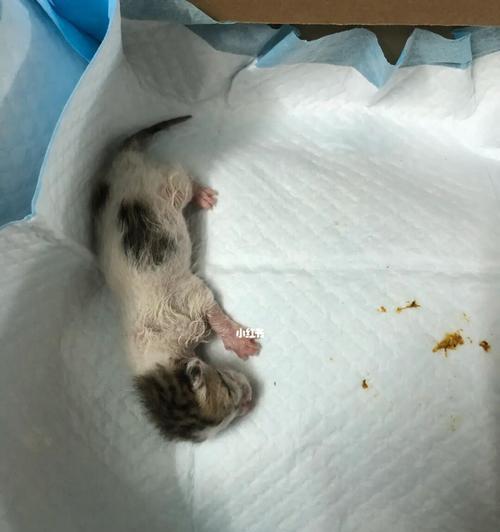 如何找到猫咪的尿点（宠物猫的尿点检查及处理方法）