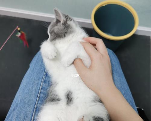 如何训练猫咪与人亲近（宠物主人必看）