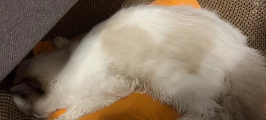 炎炎夏日，如何给宠物猫物理降温（猫咪降温技巧）